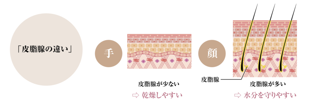 皮脂腺の違い