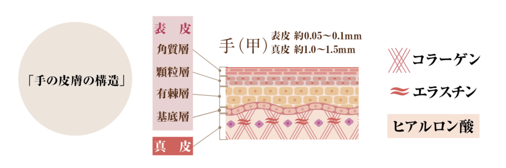 手肌の皮膚構造