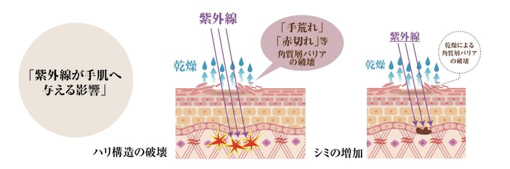 紫外線が手肌に与える影響