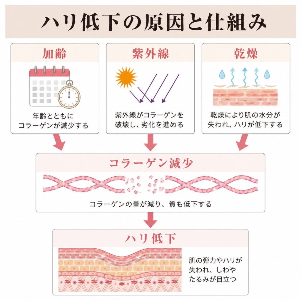 加齢・紫外線・乾燥がコラーゲン減少につながるフロー図 