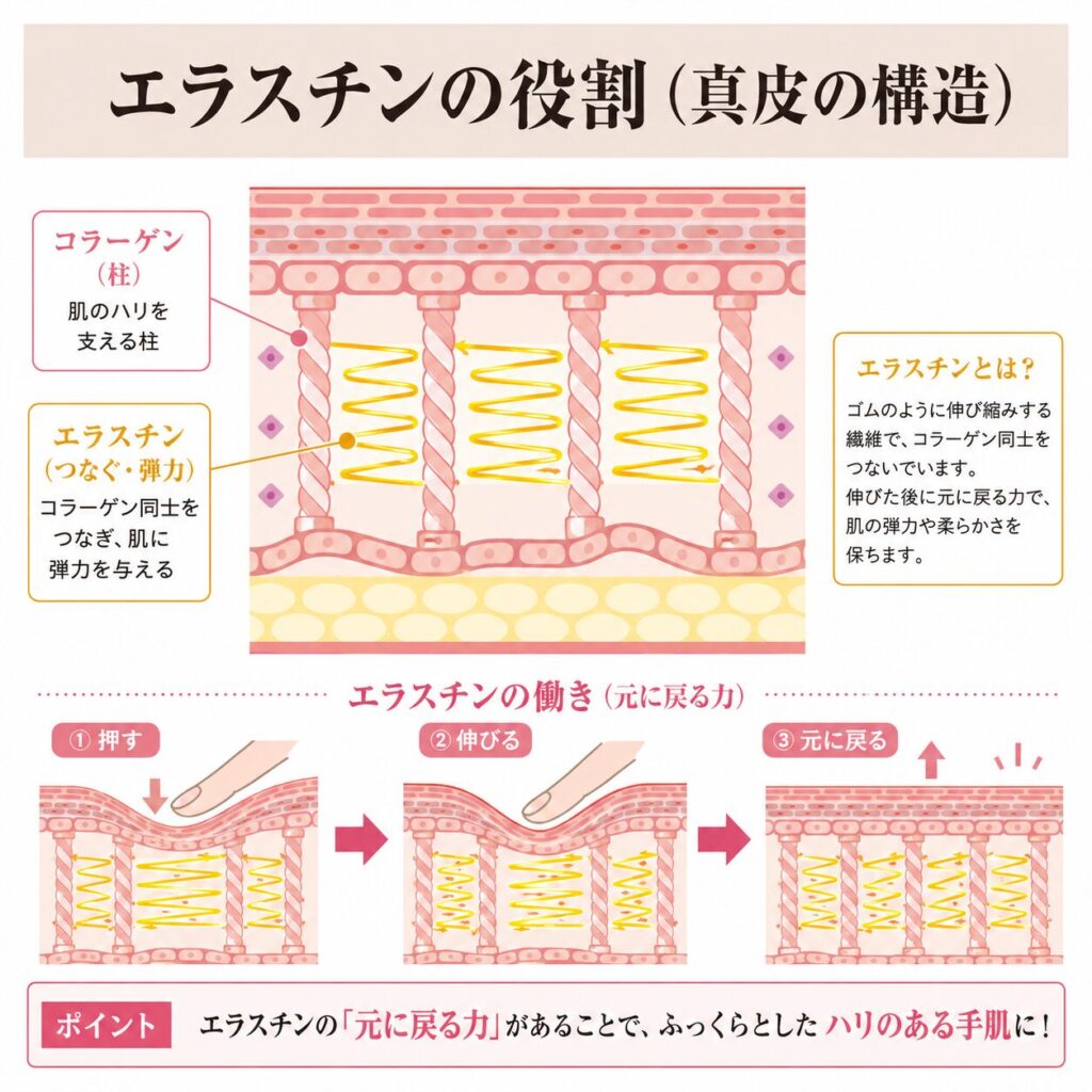 エラスチンがコラーゲン同士をつなぎ弾力を保つ仕組みを示す図