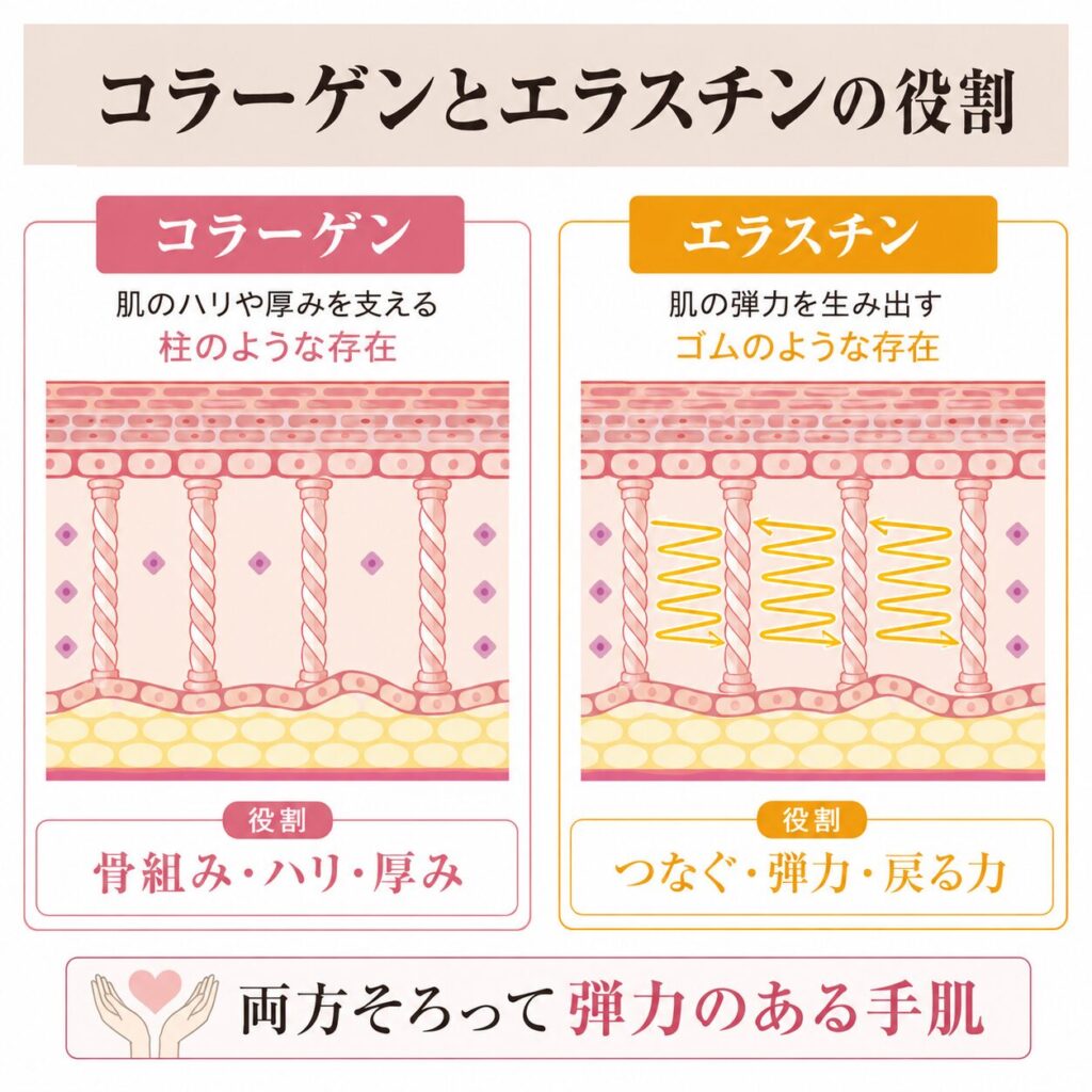 コラーゲンとエラスチンの役割の違いを比較する図