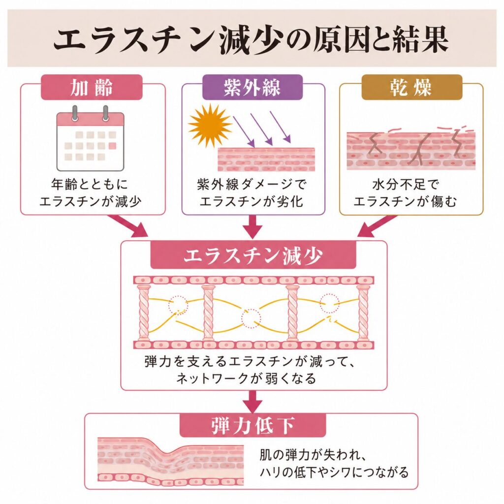加齢・紫外線・乾燥がエラスチン減少につながる流れを示す図
