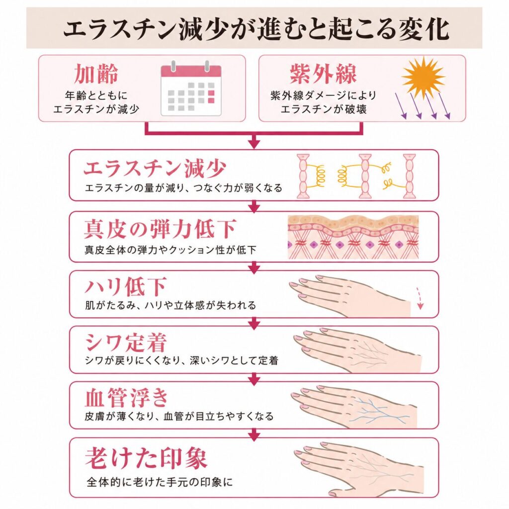 エラスチン減少からハリ低下・シワ・血管浮きにつながる流れを示す図