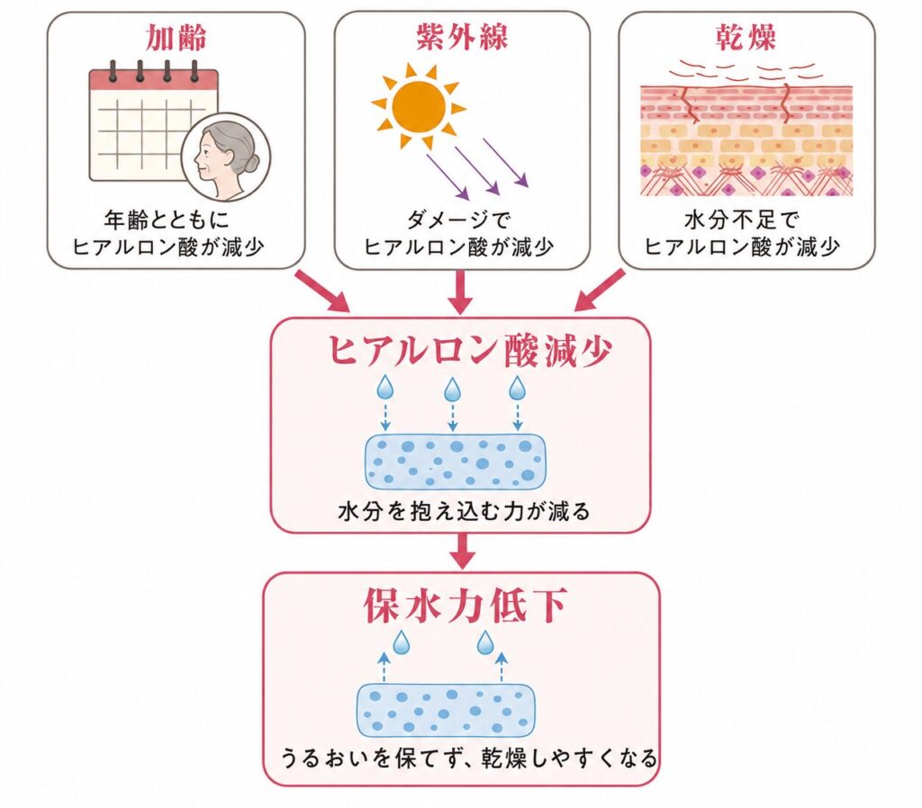 加齢・紫外線・乾燥がヒアルロン酸減少につながる流れを示す図