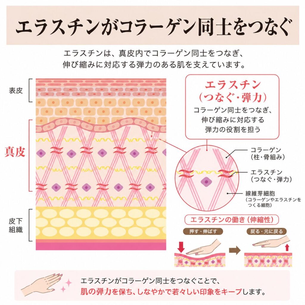 エラスチンがコラーゲン同士をつなぎ弾力を保つ図