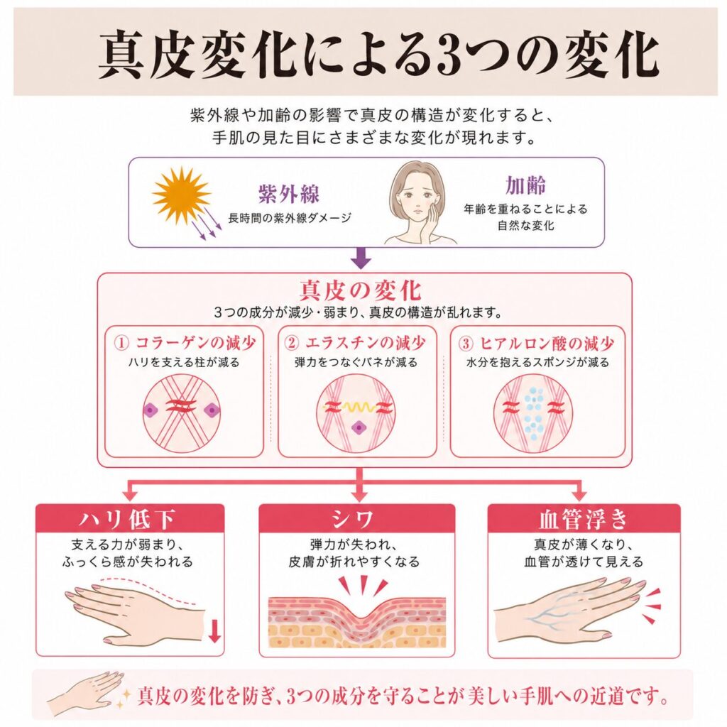 真皮の変化によってハリ低下・シワ・血管浮きが起こる流れを示す図