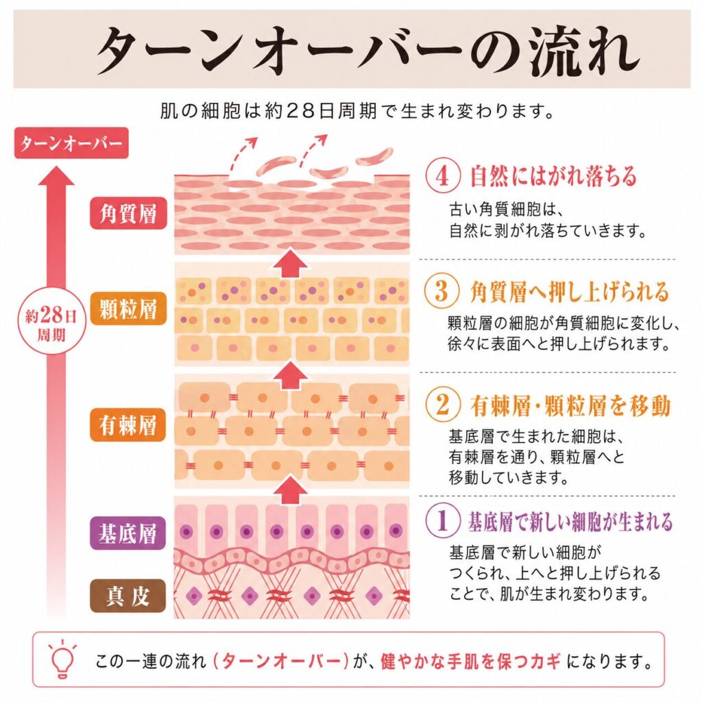 基底層から角質層へ向かうターンオーバーの流れを示す図