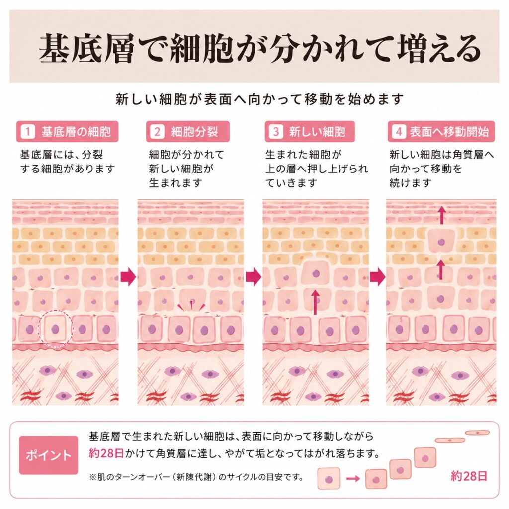 表皮4層の中で基底層が真皮のすぐ上にある位置を示す図