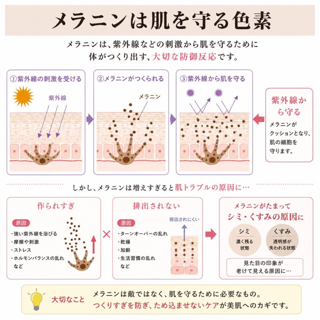 メラニンが紫外線から肌を守る防御反応であることを示す図