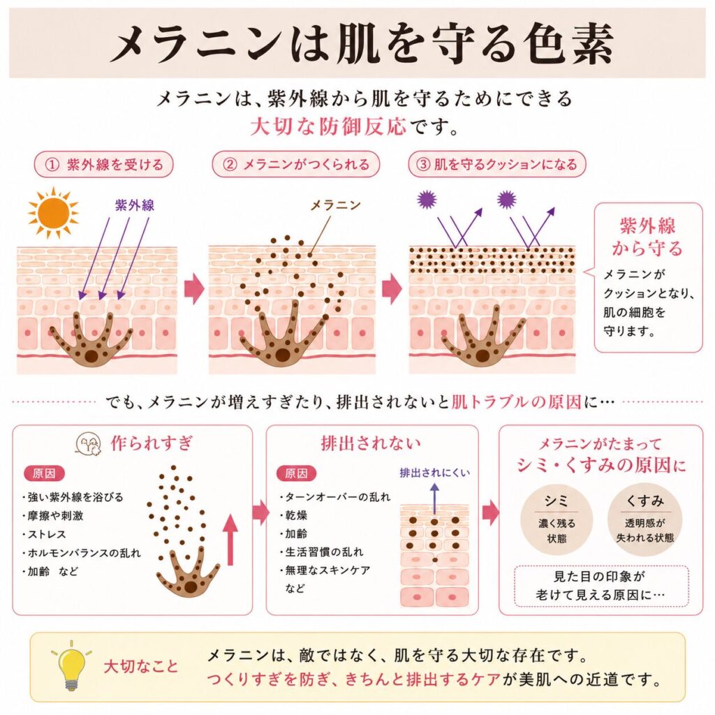 紫外線でメラノサイトが活性化しメラニンがつくられる流れを示す図