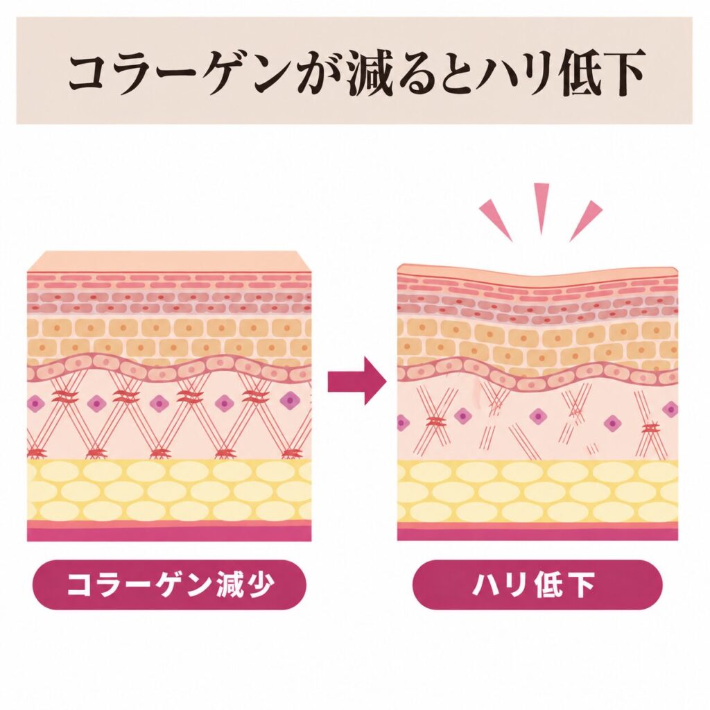 コラーゲン減少からハリ低下につながる図