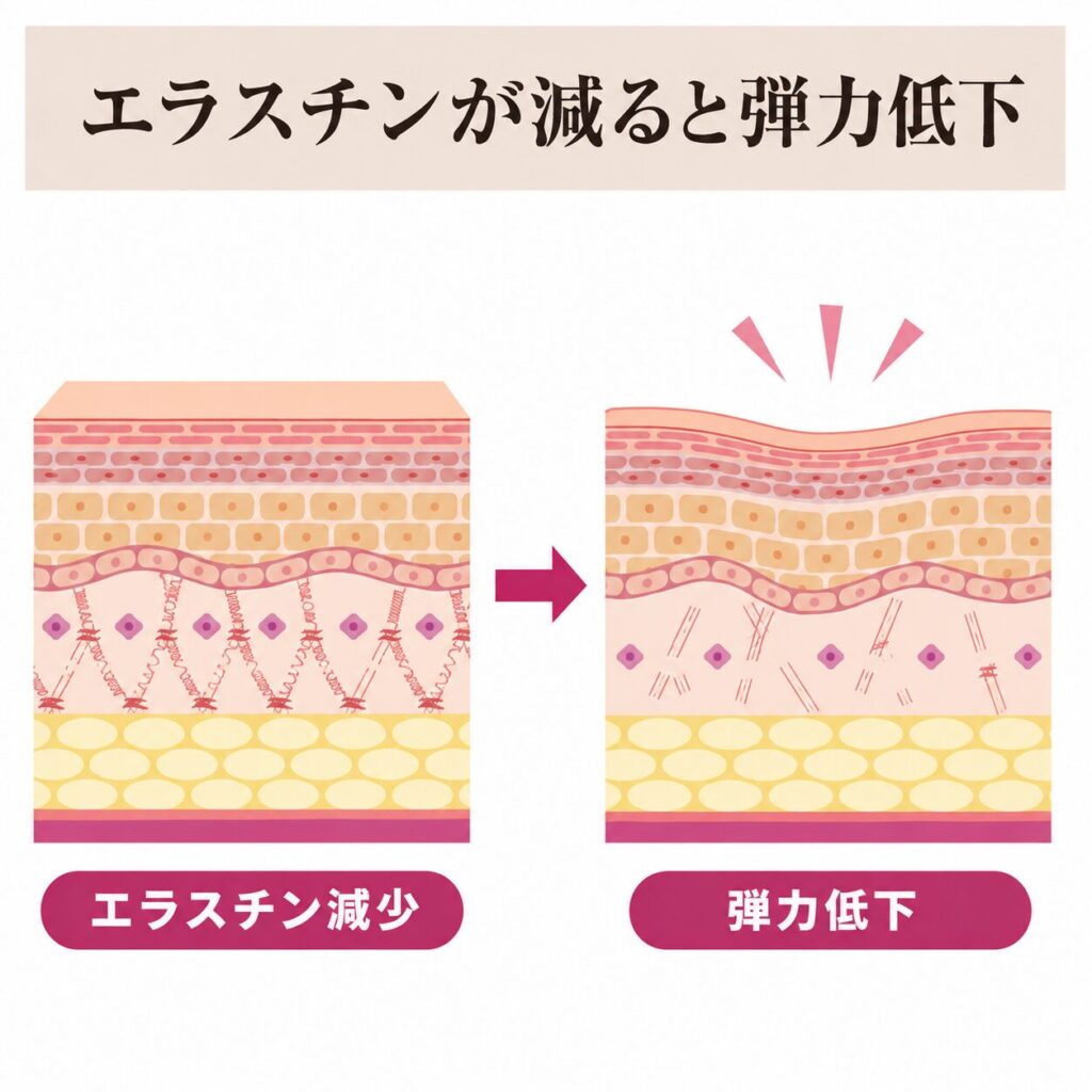 エラスチン減少から弾力低下につながる図