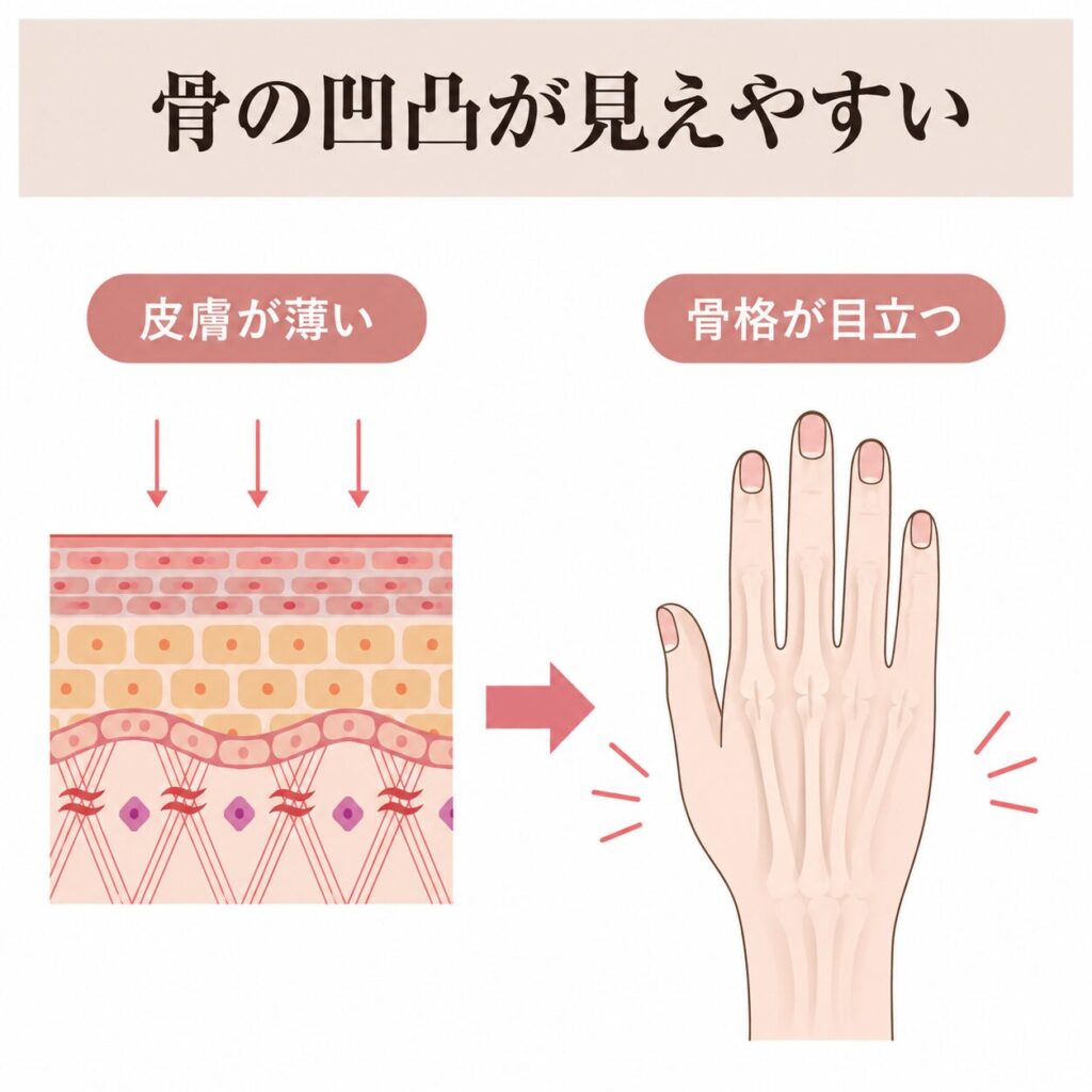 皮膚が薄いと骨格が目立つ図