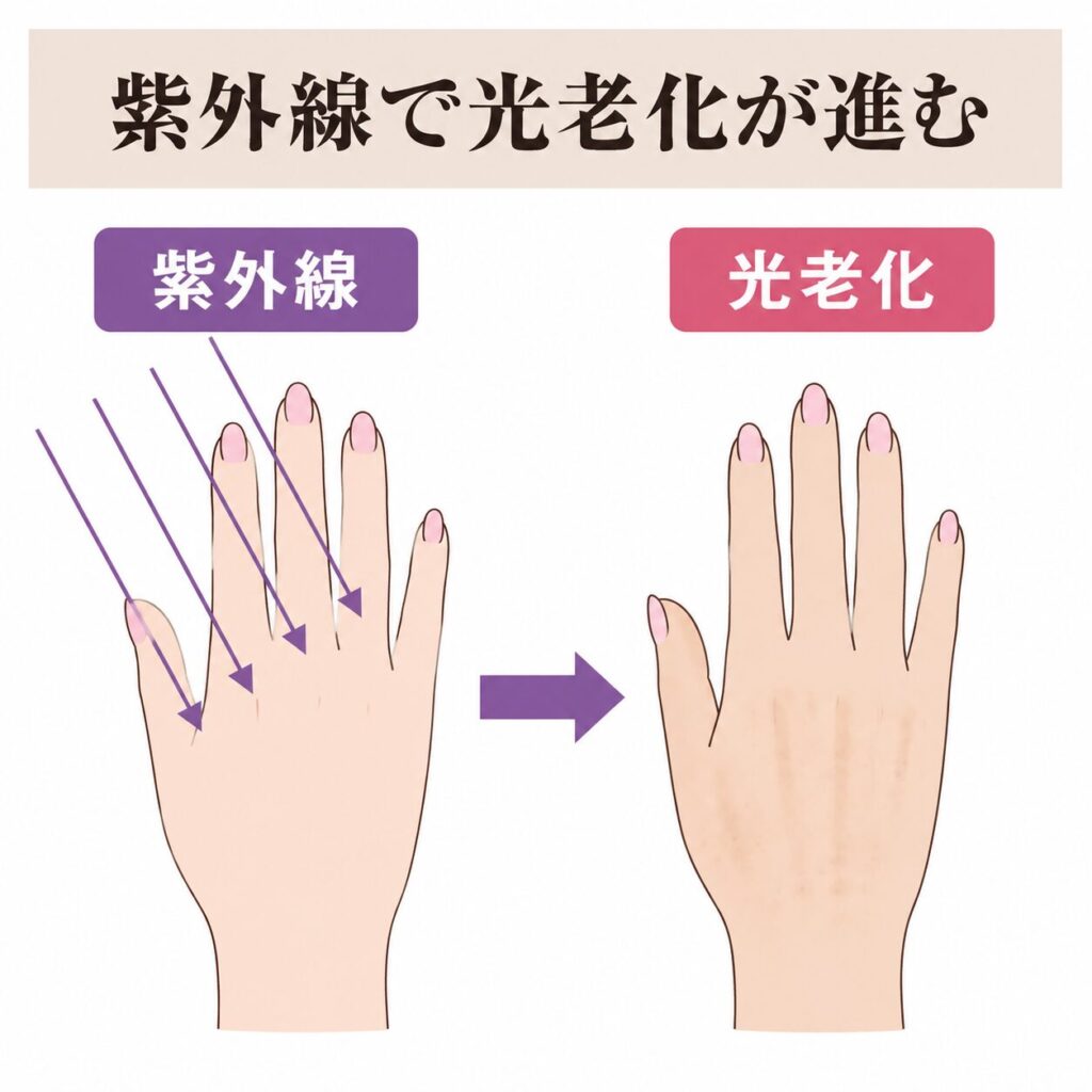 紫外線から光老化につながる図