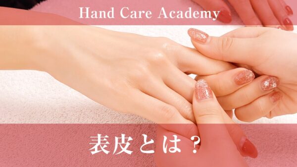 表皮とは？4つの層とターンオーバーの仕組みを解説