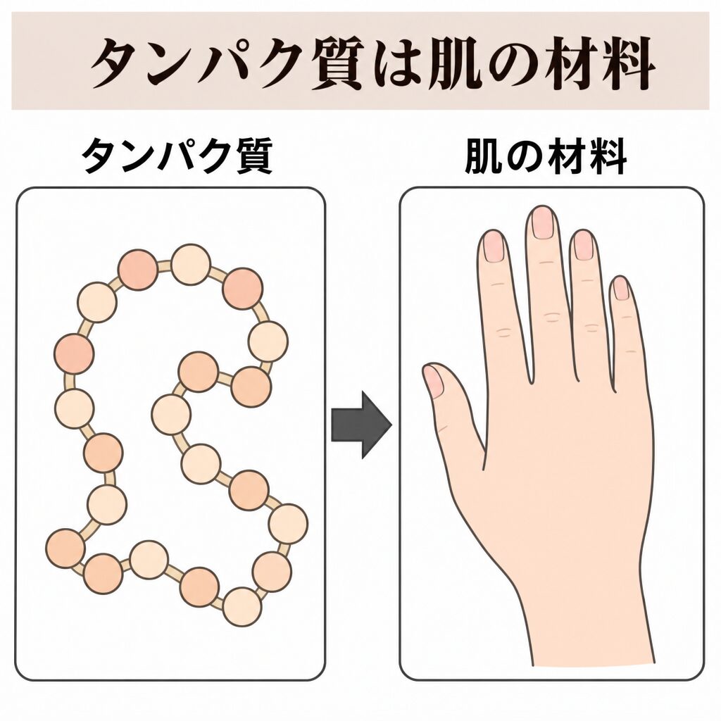 タンパク質が肌の材料になる図