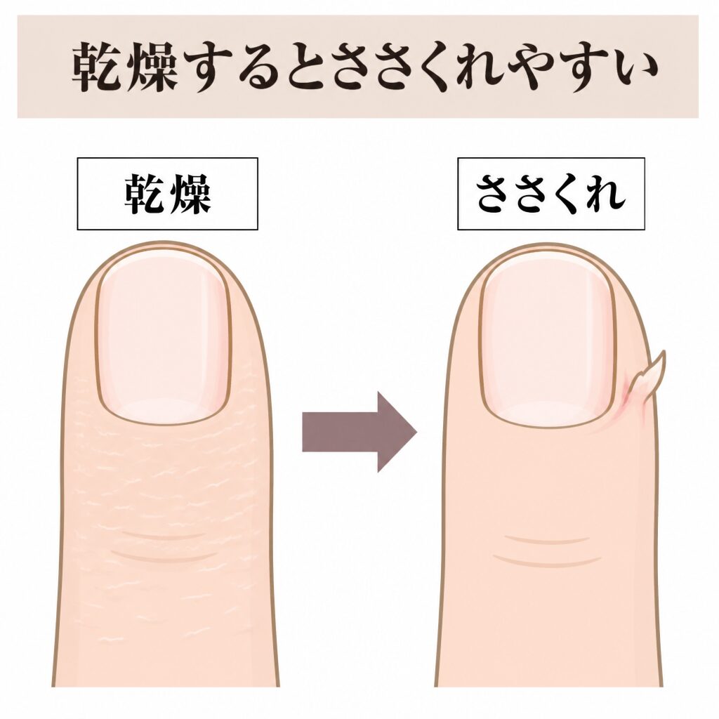 乾燥からささくれにつながる図