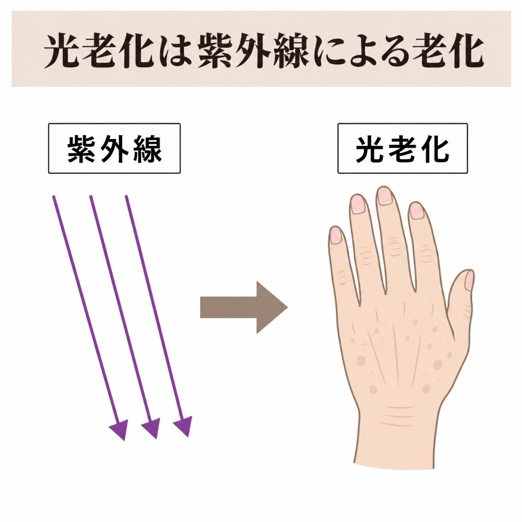 紫外線から光老化につながる図