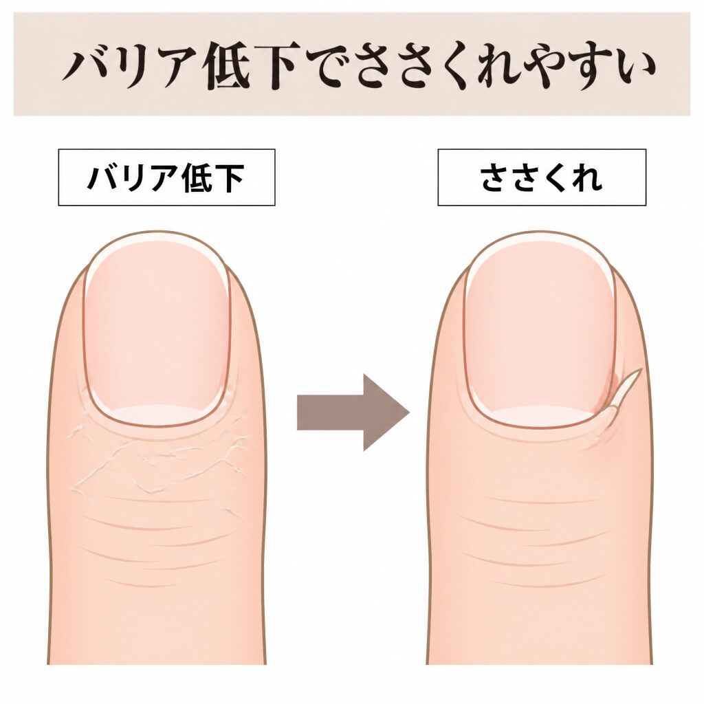 バリア機能の低下からささくれにつながる図
