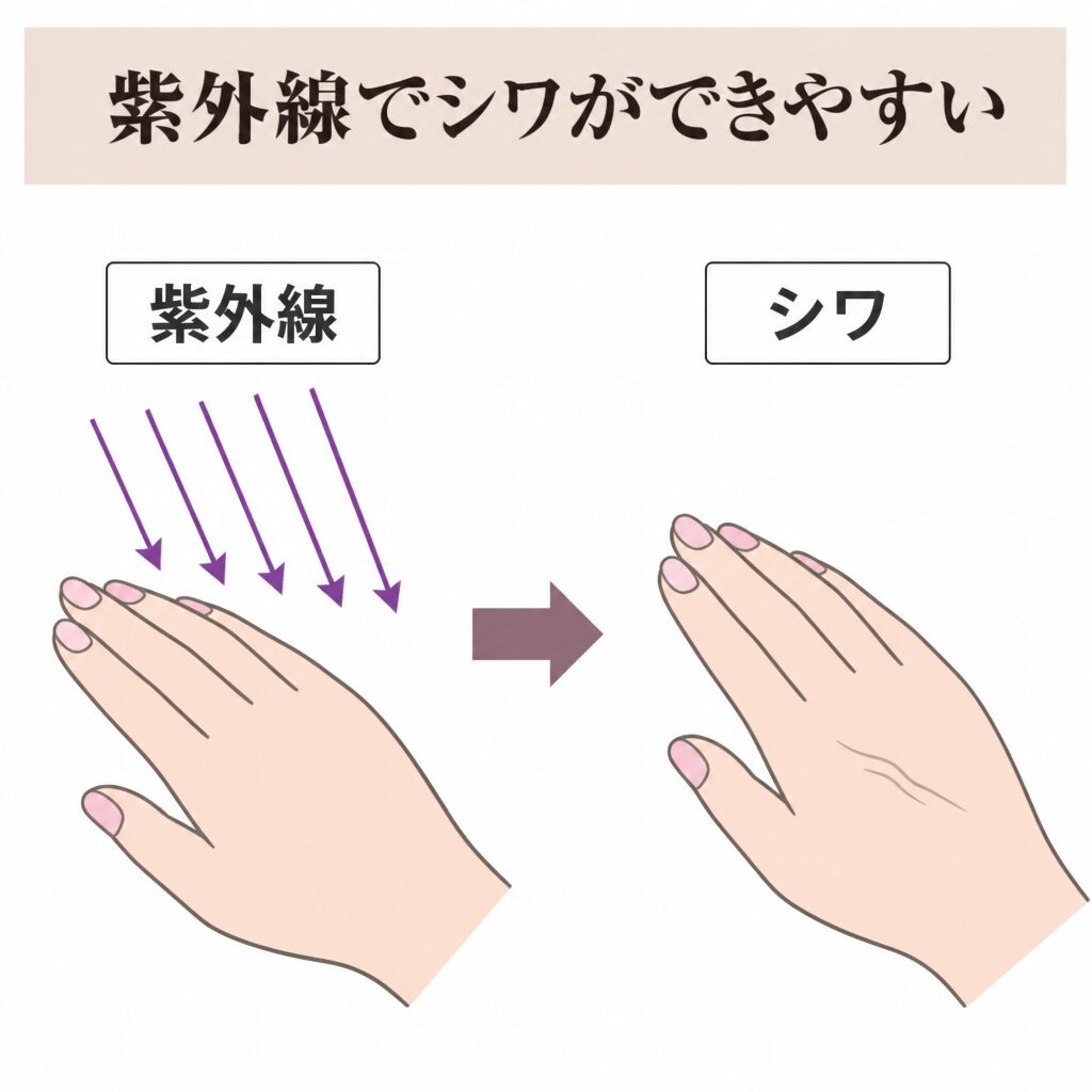紫外線からシワにつながる図
