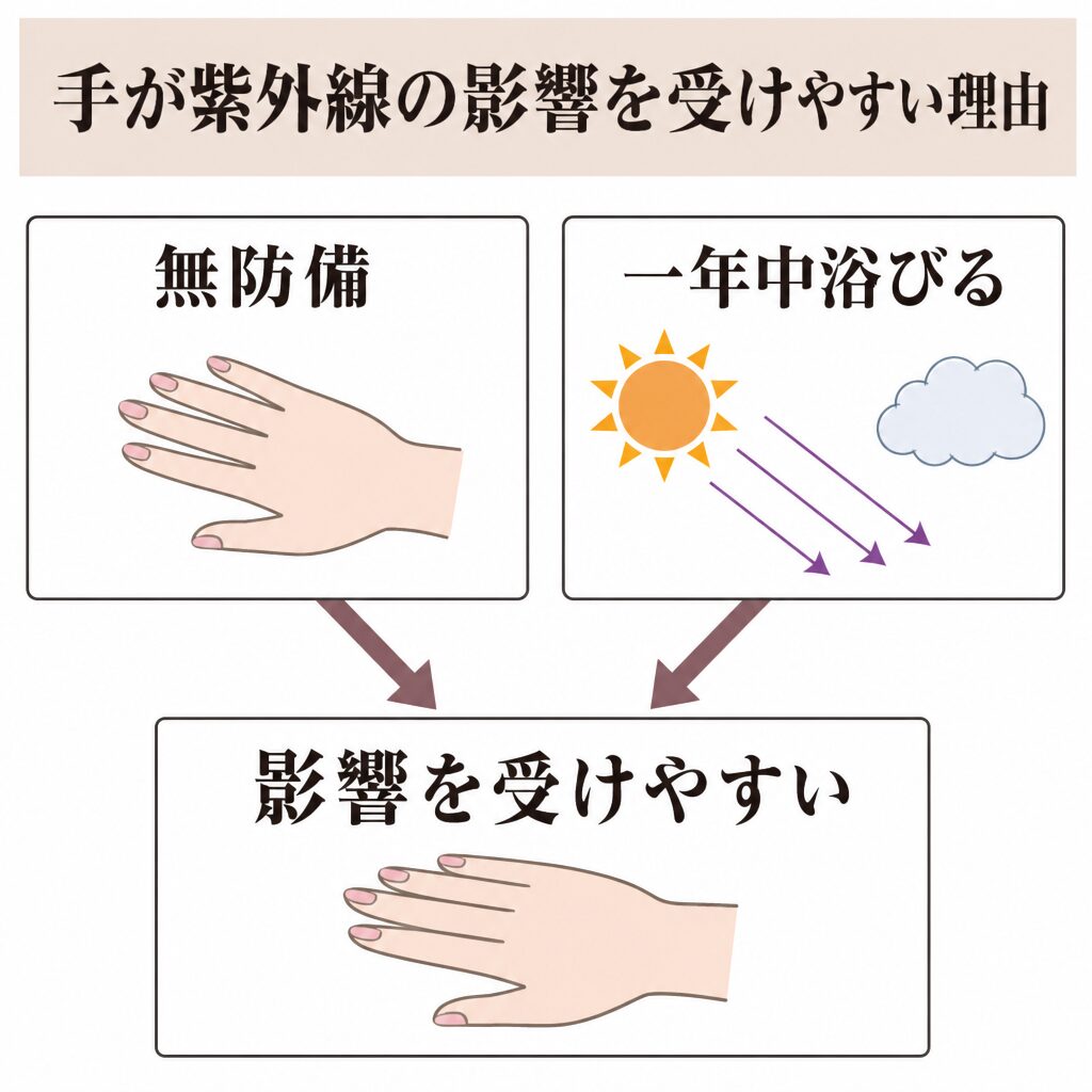 無防備・一年中浴びることで手が紫外線の影響を受けやすいことを示す図