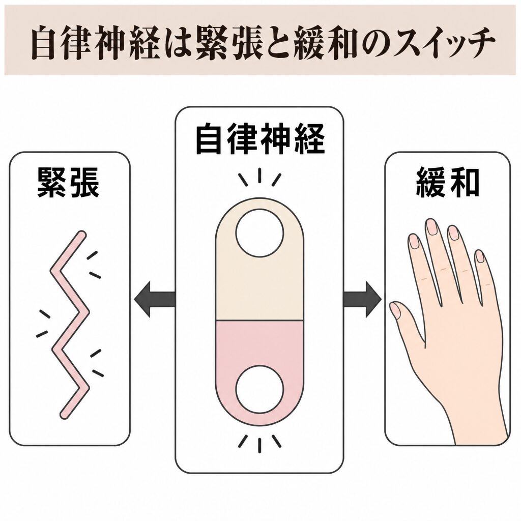 自律神経と緊張・緩和の関係図