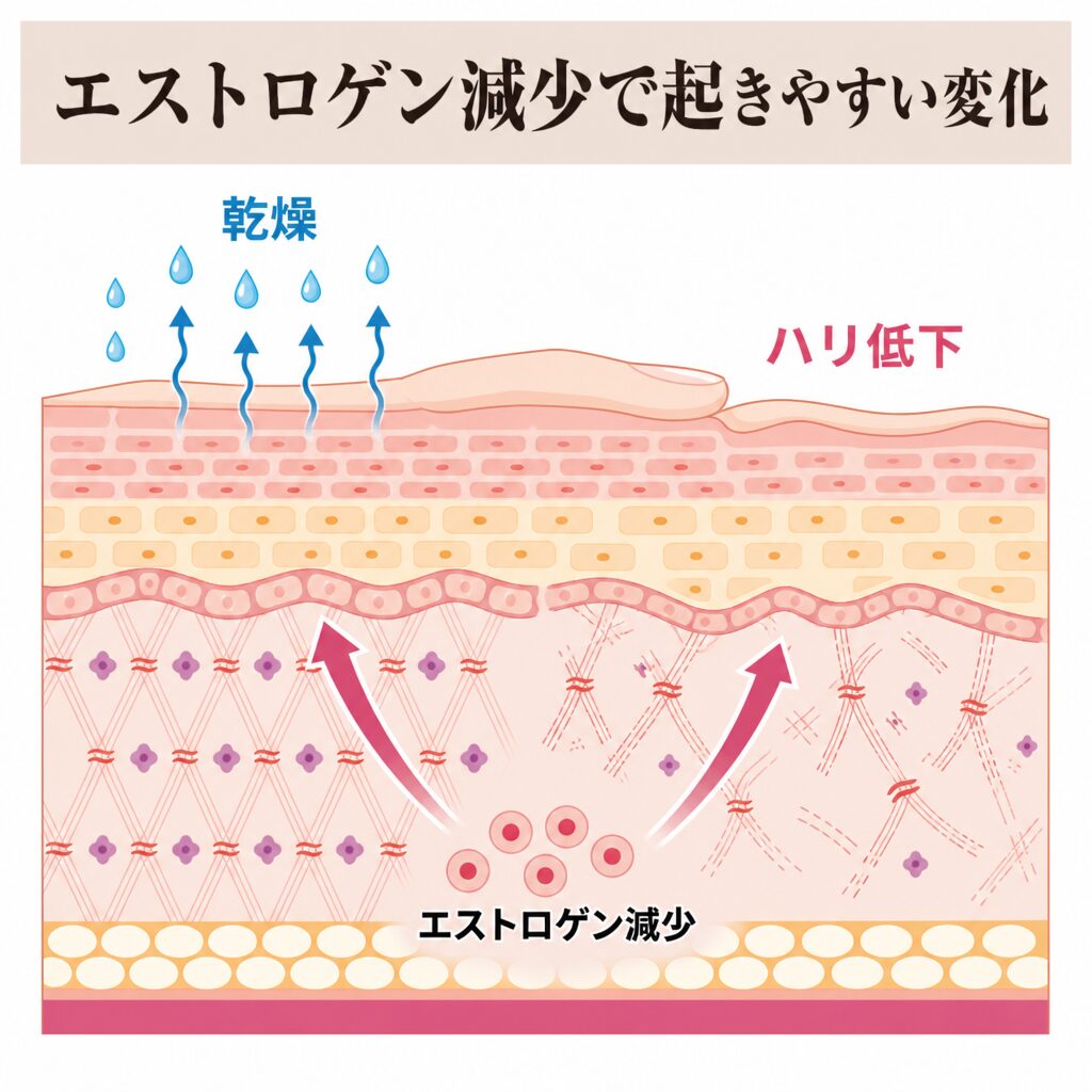 エストロゲン減少から乾燥・ハリ低下につながる図