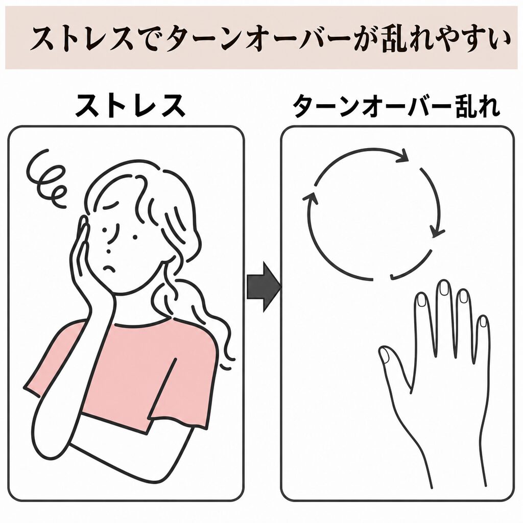 ストレスでターンオーバーが乱れやすい図